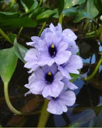 Camalote!