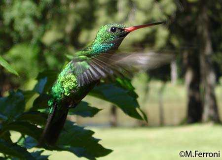 Picaflor Verde Comun (Macho)